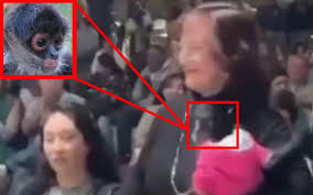 Profepa denuncia penal a regidora de Ocotlán por posesión ilegal de mono araña en Jalisco