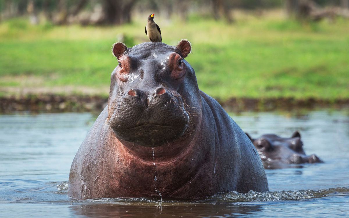 Colombia autoriza eutanasia de al menos 80 hipopótamos para controlar población invasora