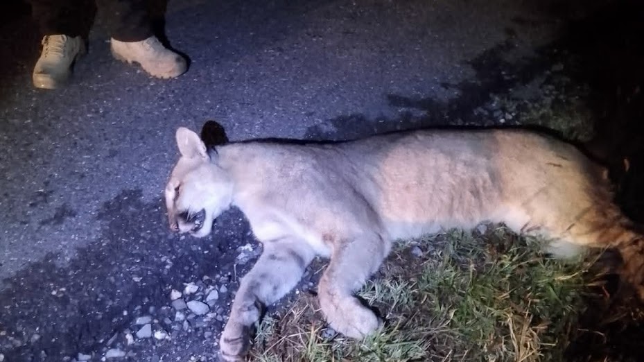 Atropellamiento de dos pumas en carretera 57 enciende alertas ambientales y de seguridad vial