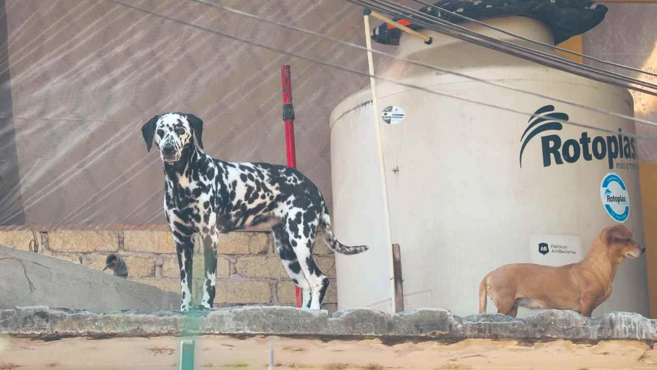 Activistas denuncian impunidad por maltrato animal y anuncian marcha por el regreso de animales del Refugio Franciscano