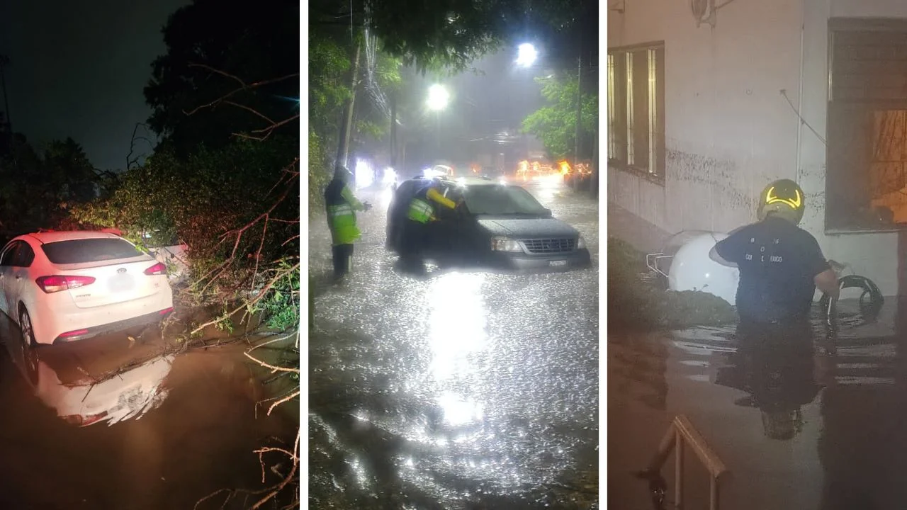 Activan alerta púrpura en Cuajimalpa por lluvias; árbol de 15 metros aplasta dos vehículos