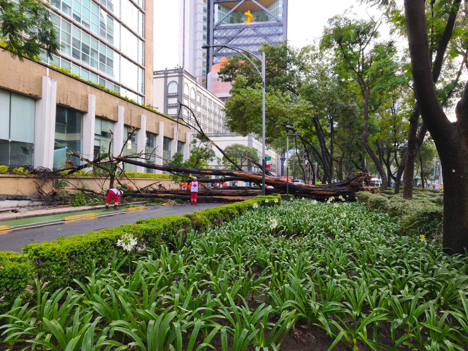 Lluvias en CDMX dejan más de 10 millones de metros cúbicos; caen 56 árboles y cuatro espectaculares